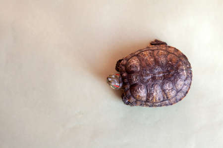 Portrait of red-eared turtle on green background