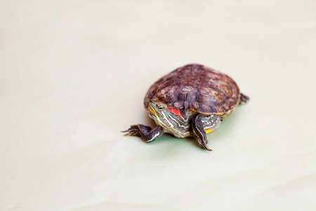 Red-eared turtle on light green background