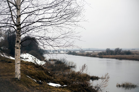 spring landscape of river and withered grass sticking out from melted snow small spring river with...