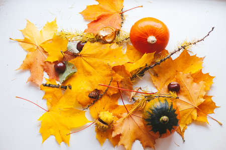 Pumpkins, maple leaves and chestnut fruits on light backgroundの写真素材