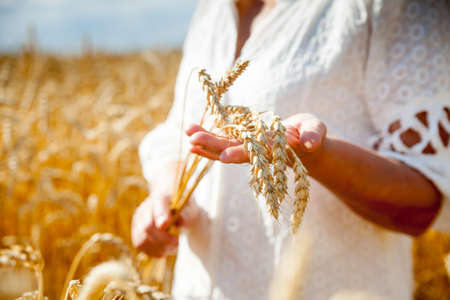 Caucasian female model in her 60s walking through wheat field. Close up of handsの写真素材