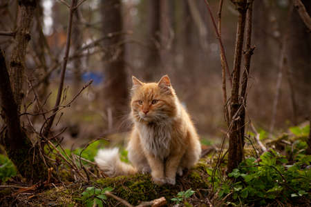 Large adult red yard cat in forestの写真素材