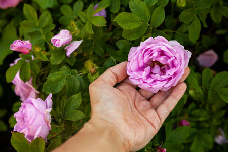 Rose flowers of dog roses or rosehip on green leaves backgroundの写真素材