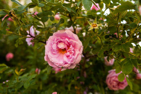 Rose flowers of dog roses or rosehip on green leaves backgroundの写真素材