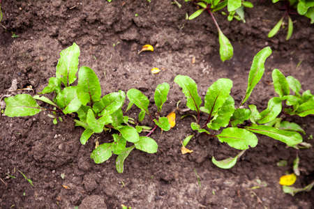 Close Up beetroot leaves growing on garden bed. Fresh leaves green of beetroot or beetroot seedling...