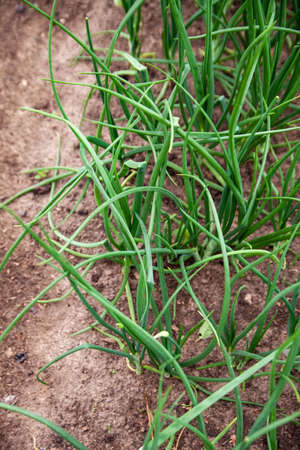 Green onions growing on garden beds with some weeds. vegetable garden.