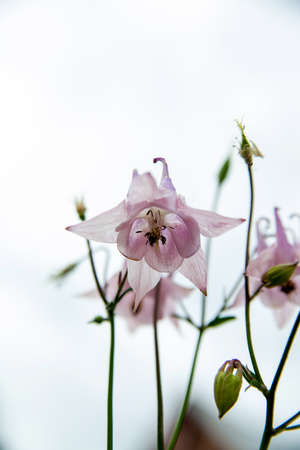 Beautiful tender harebell or campanula with shallow depth of fieldの写真素材