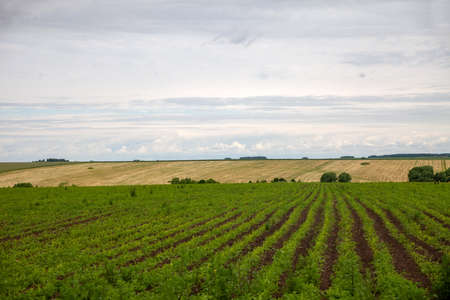 View of the lines of young corn shoots in a large fieldの写真素材