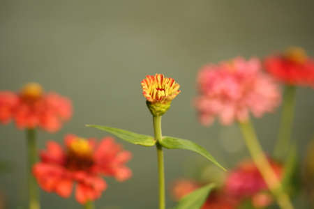 Colorful zinnia4