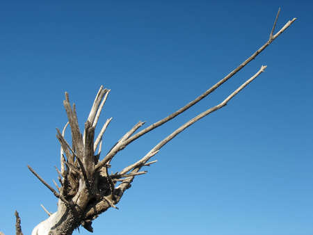 dry tree over blue sky