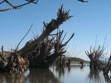 dry trees covered in clams