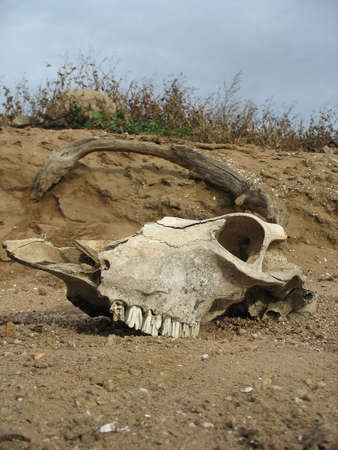 aged skull of a dead animal