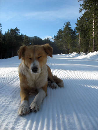 puppy relaxing on a ski trackの写真素材