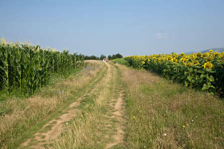 rural landscape of a small cottage amongst corn and sunflower fieldsの写真素材