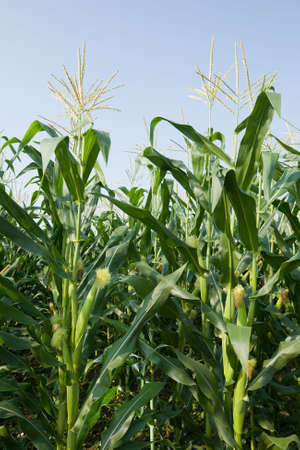 corn field and blue skyの写真素材