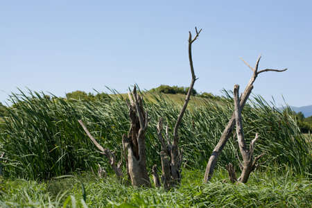 landscape of dry tree amongst lush greeneryの写真素材