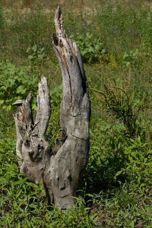 landscape of dry tree amongst greeneryの写真素材