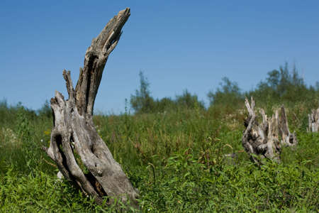 landscape of dry tree amongst greeneryの写真素材