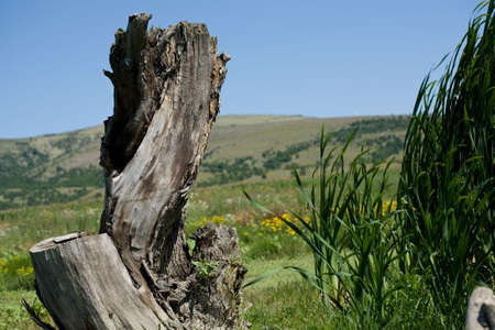 landscape of dry tree amongst lush greeneryの写真素材