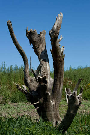 landscape of dry tree amongst greeneryの写真素材