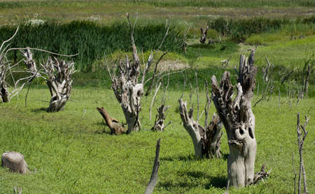 high resolution landscape of dry trees in a marshの写真素材