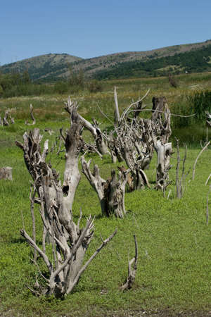 high resolution landscape of dry trees in a marshの写真素材