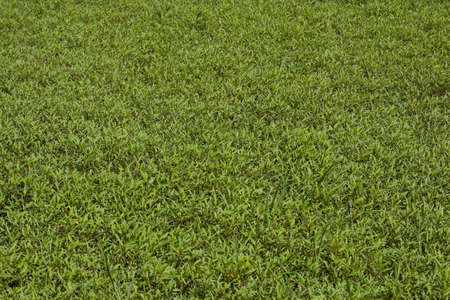 high resolution floral pattern of swamp grassの写真素材