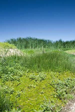 landscape of a marsh with lush greenery and clear blue skyの写真素材