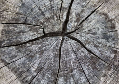 Close up of wooden cut textureの写真素材