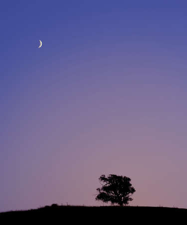 Lonely tree silhouette and the moon at sunsetの写真素材