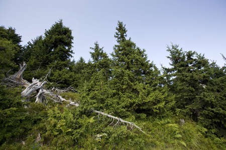 Pine forest landscape and clear blue skyの写真素材
