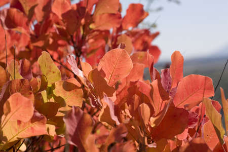 Colorful Sumac leaves in autumnの写真素材