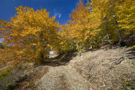 Beautiful landscape of colorful sunlit autumn forestの写真素材
