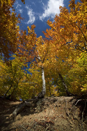 Beautiful landscape of colorful sunlit autumn forestの写真素材