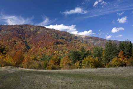 Beautiful landscape of colorful sunlit autumn forestの写真素材