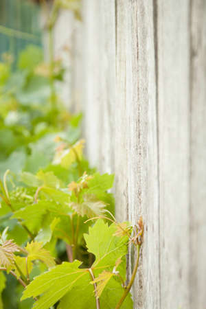 of grape leaf on a wooden fenceの写真素材