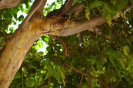 Green tree, leaf texture, nature tenerifeÑの写真素材