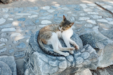 Close-up photo of a cat against the backdrop of ancient columns and ruinsの写真素材