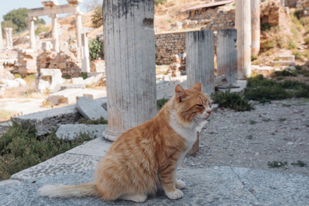 Close-up photo of a cat against the backdrop of ancient columns and ruinsの写真素材