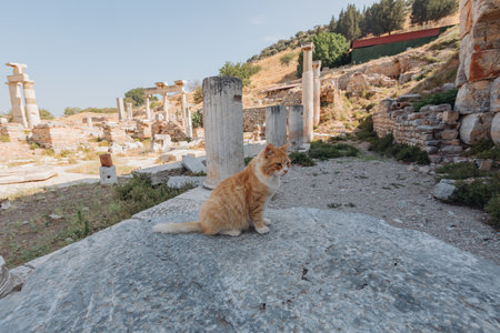 Close-up photo of a cat against the backdrop of ancient columns and ruinsの写真素材