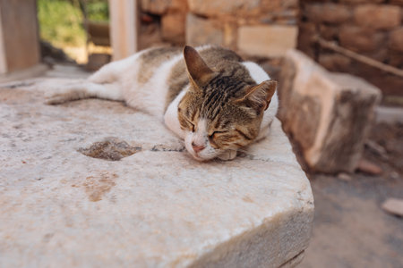 Close-up photo of a cat against the backdrop of ancient columns and ruinsの写真素材