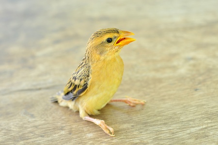 baby bird on a brown wood ,yong birdの写真素材