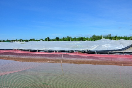   Shrimp Farms covered with nets for protection from bird の写真素材