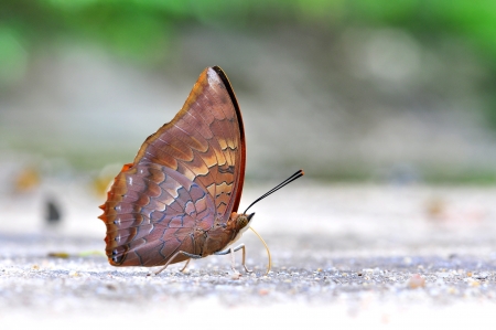 Red butterfly (Tawny Rajah, Charaxes bernardus) in natureの写真素材