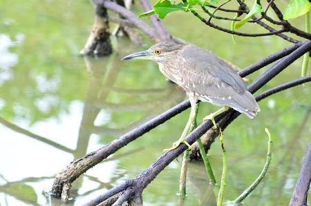 a black crowned night heron perched above duckweed covered waterの写真素材