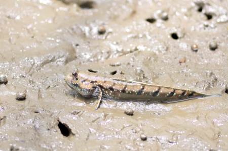 mudskipper,fishの写真素材