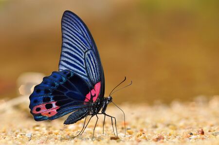 Black and Red Butterfly (Great Mormon) on nature