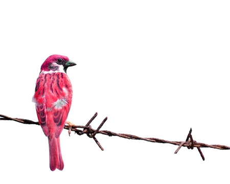 colorful Sparrow isolate on  white background の写真素材
