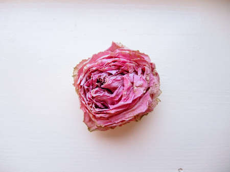 Rose on whiteの写真素材