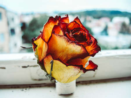 Rose in windowの写真素材